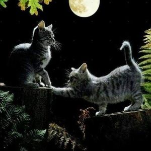 Meet your Posher, Jessenia